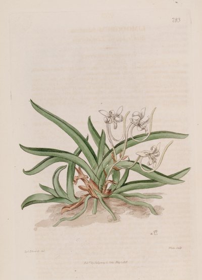 Illustration von Neofinetia falcata (als syn. Limodorum falcatum) von Sydenham Teast Edwards